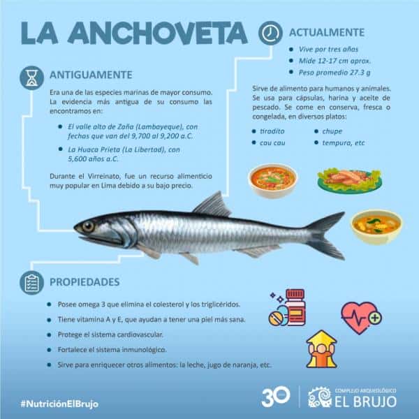 La anchoveta