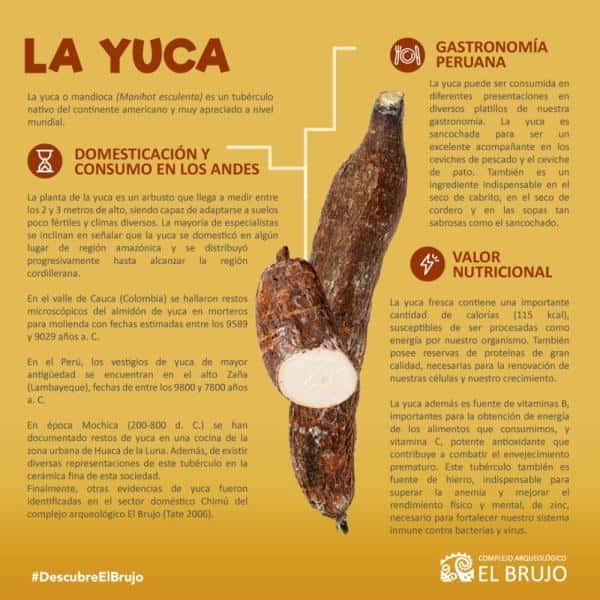 Yuca