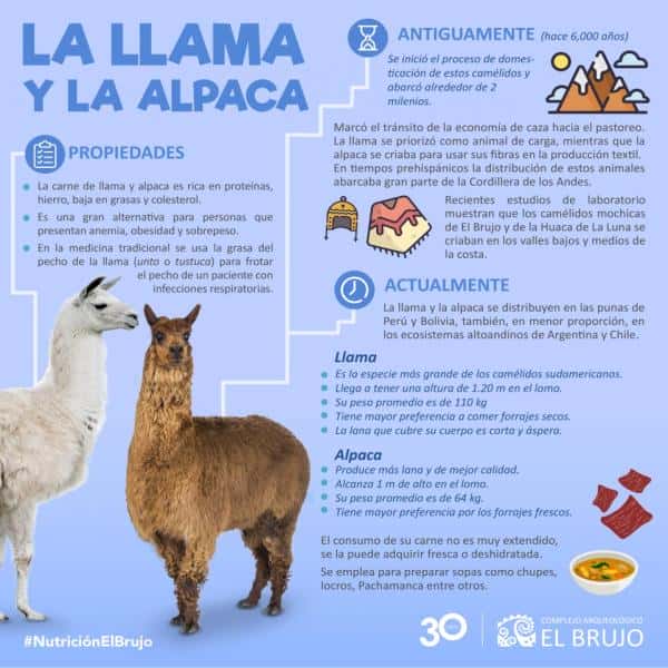 Llama and alpaca