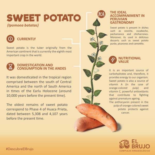 Sweet potato