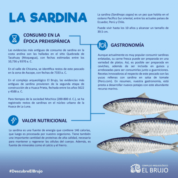 Sardine