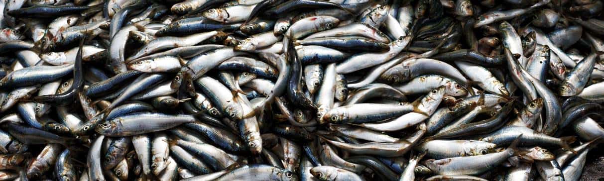 Alimentos marinos que consumían en el norte del país las culturas prehispánicas