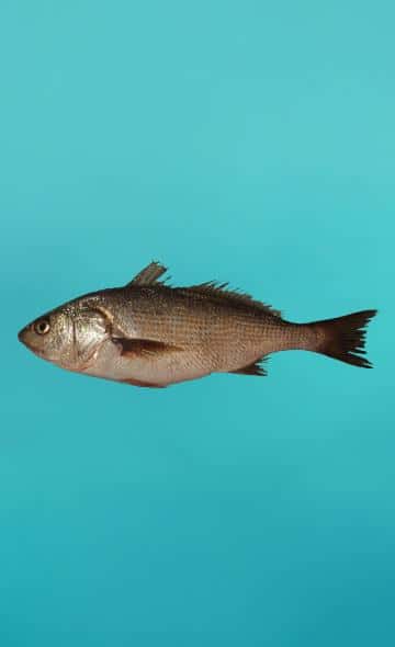 Serie Alimentos Andinos: La Lorna