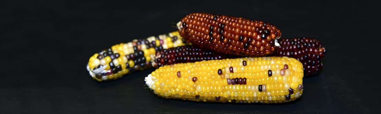 Serie Alimentos Andinos: El Maíz