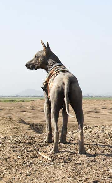 Los perros en el Perú Prehispánico
