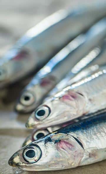 Serie Alimentos Andinos: La Anchoveta