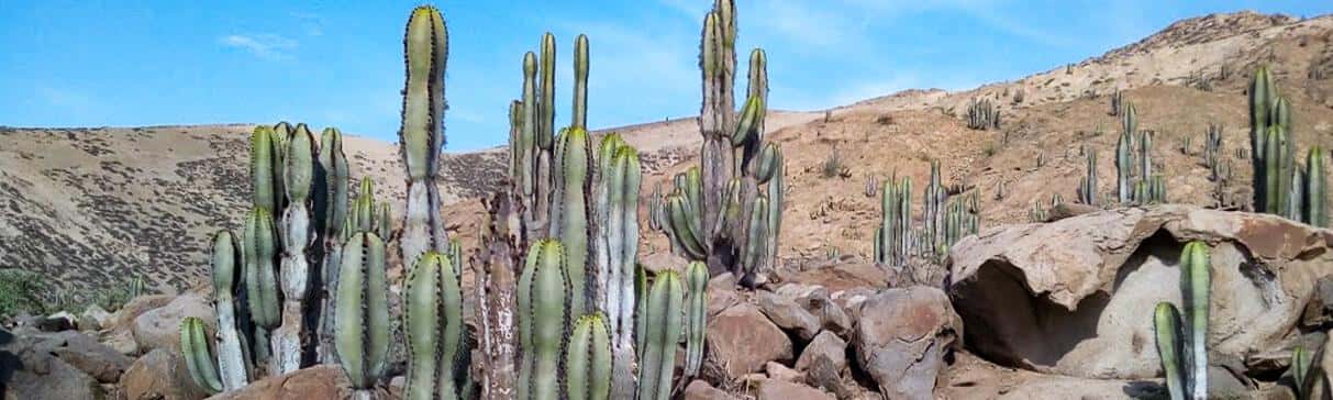 Apu Campana in the maritime records the XVII to the XIX centuries