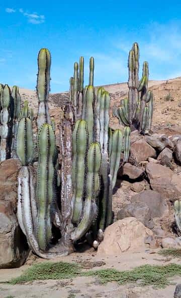 Apu Campana in the maritime records the XVII to the XIX centuries