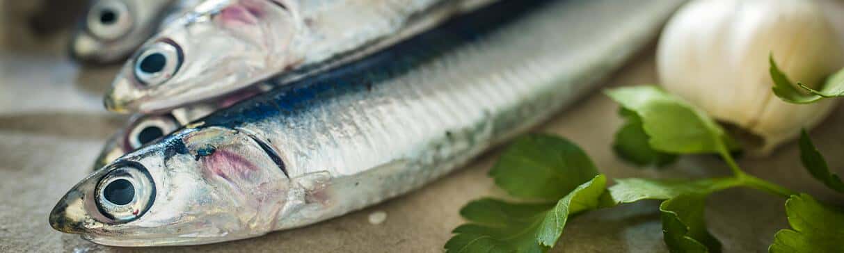 Serie Alimentos Andinos: La Anchoveta