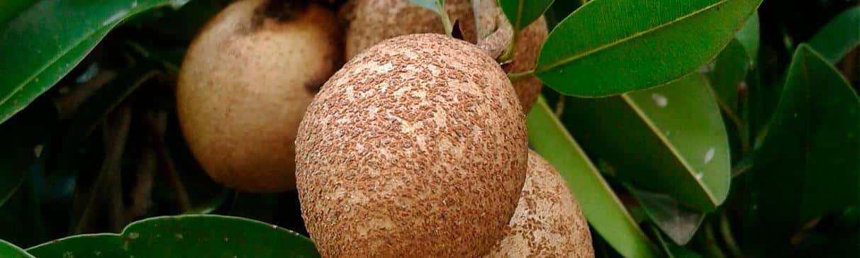 Andean Food Series: The sapote