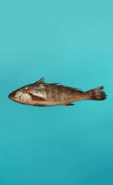 Serie Alimentos Andinos: El Suco