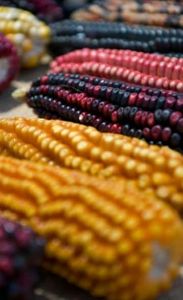 Food in Ancient Peru