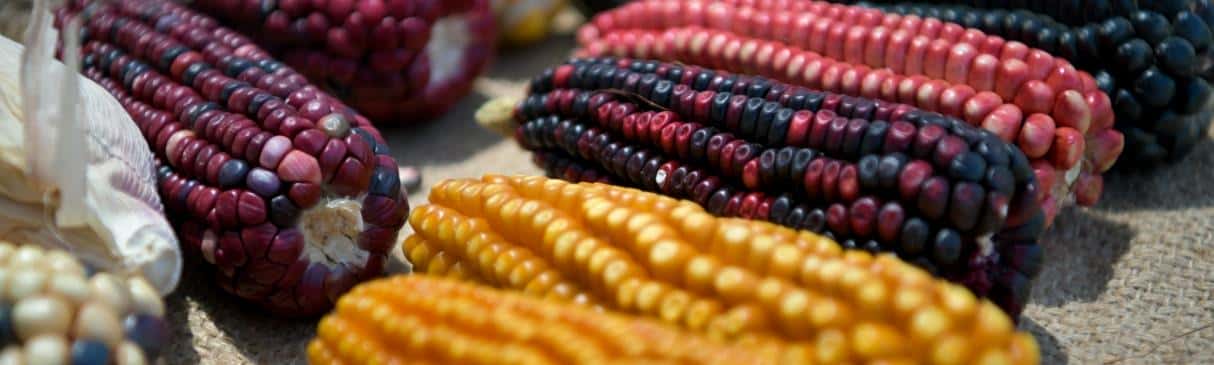 Food in Ancient Peru