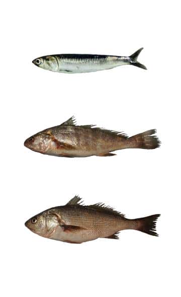 ¿Qué pescados se consumían hace más de 8000 años en la costa del Chicama?