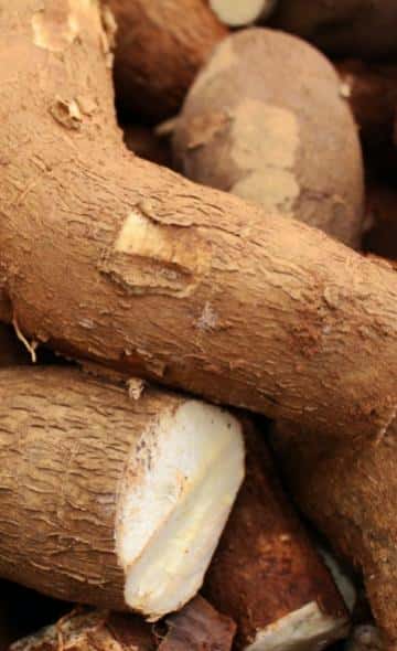 La Yuca: Serie Alimentos Andinos | EL Brujo