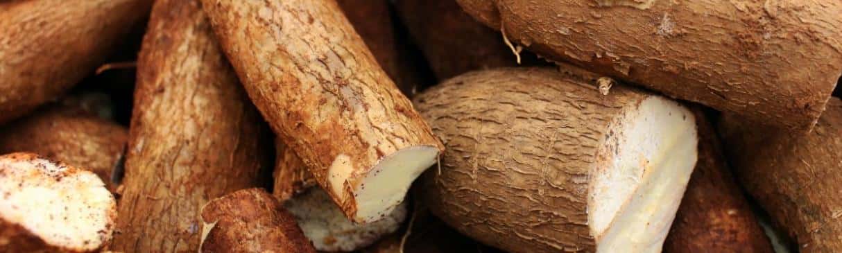 La Yuca: Serie Alimentos Andinos | EL Brujo