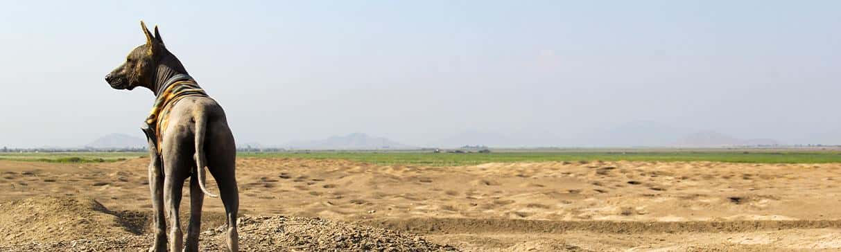 ¿Por qué el viringo es considerado el perro tradicional de la cultura Mochica?