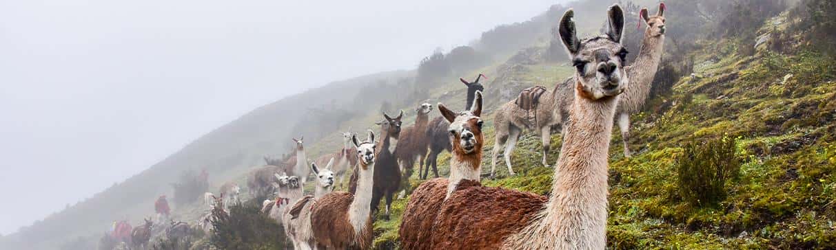 Serie Alimentos Andinos: La Llama y la Alpaca