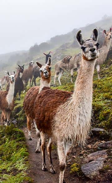 Serie Alimentos Andinos: La Llama y la Alpaca