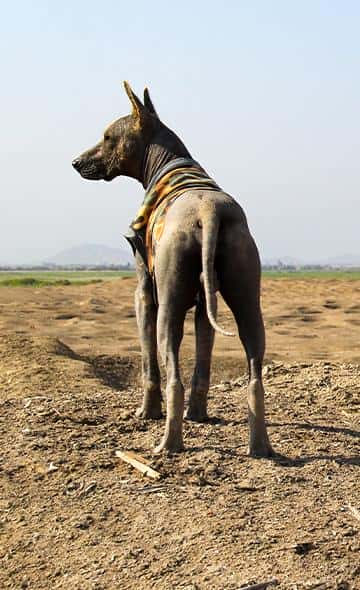 ¿Por qué el viringo es considerado el perro tradicional de la cultura Mochica?
