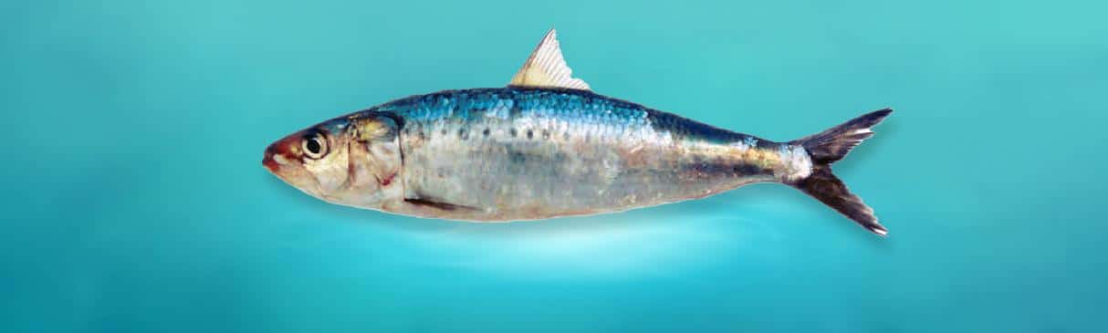 Serie Alimentos Andinos: La Sardina