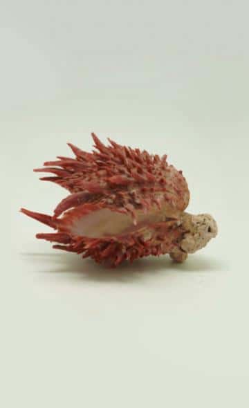 ¿Qué es el Spondylus? Un símbolo de fertilidad y abundancia en épocas prehispánicas