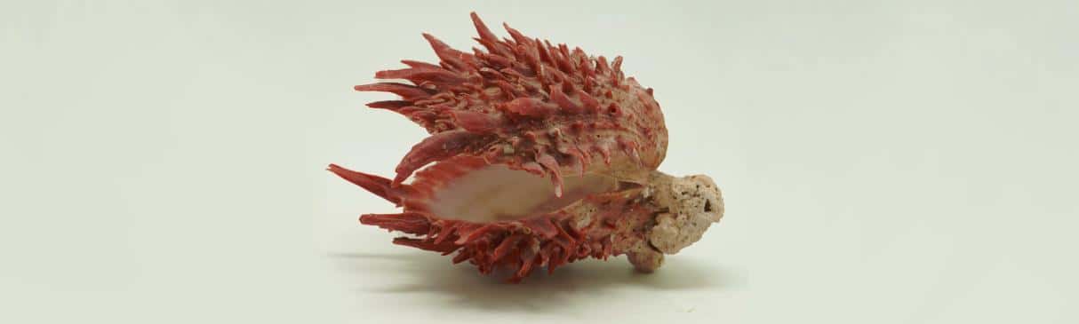 ¿Qué es el Spondylus? Un símbolo de fertilidad y abundancia en épocas prehispánicas