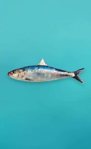 Serie Alimentos Andinos: La Sardina