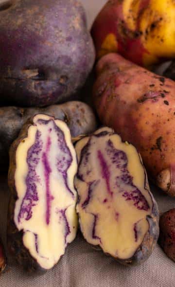 Agricultura: Conoce las plantas alimenticias consumidas por los Mochicas