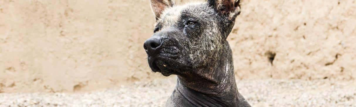 El perro y su domesticación en el Perú prehispánico