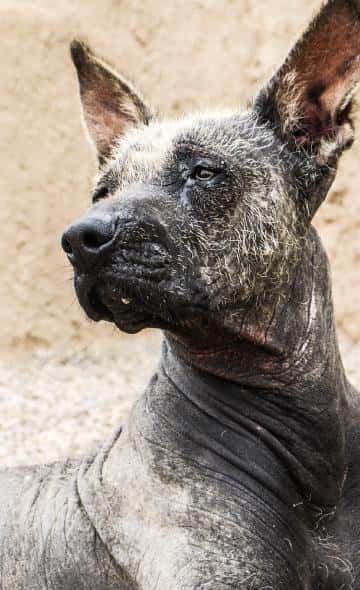 El perro y su domesticación en el Perú prehispánico