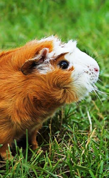 Serie alimentos andinos:  El cuy