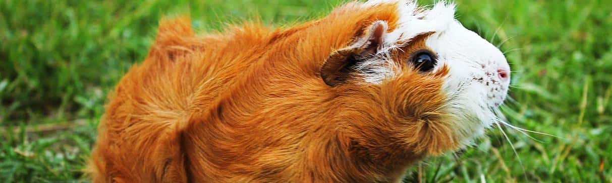 Serie alimentos andinos:  El cuy