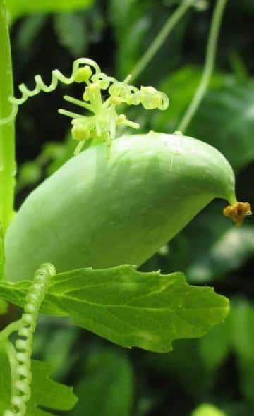 Serie Alimentos Andinos: La Caigua