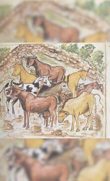 Nuevas especies de ganado durante la colonia en El Brujo