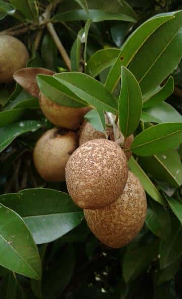 Andean Food Series: The sapote