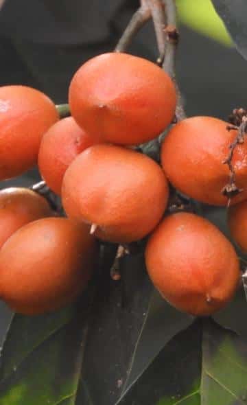 Serie Alimentos Andinos: La ciruela del fraile