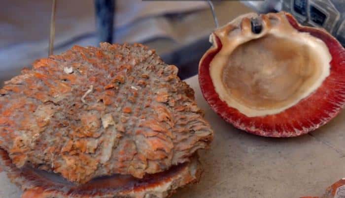 El trabajo en spondylus