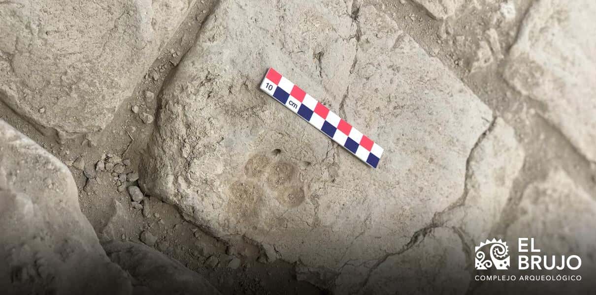 perros originarios de peru