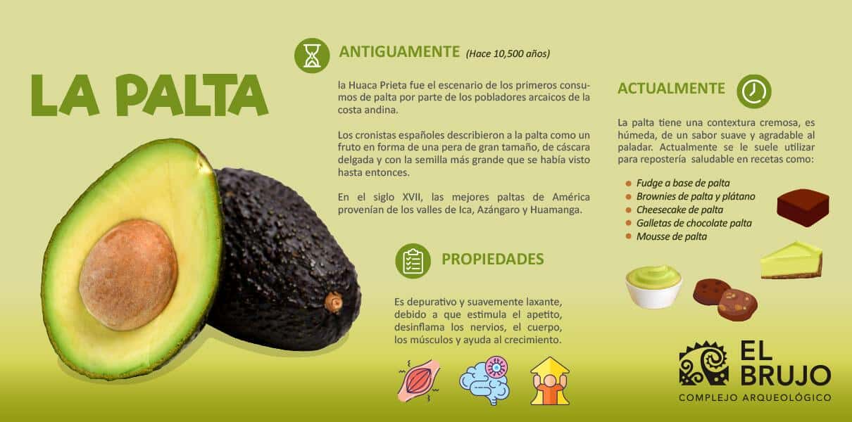 infograf&iacute;a de la palta