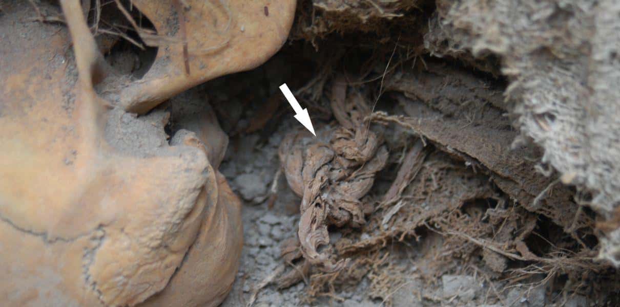 acompa&ntilde;ante se&ntilde;ora de cao