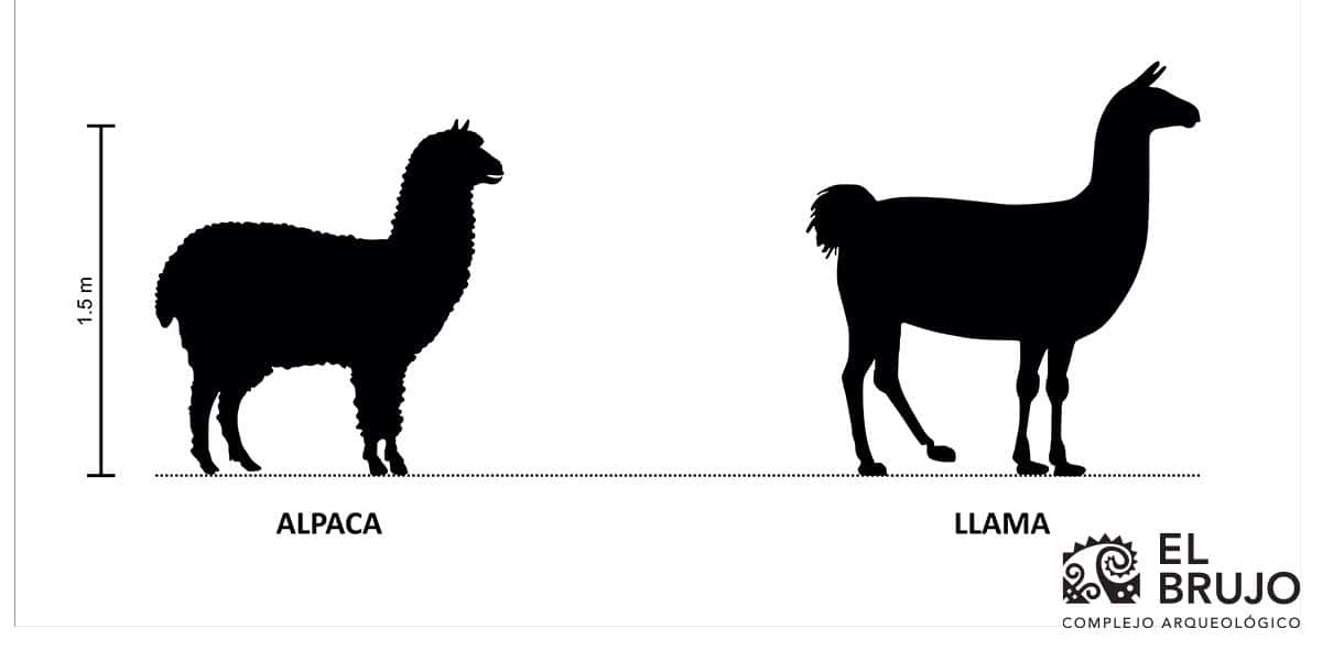 llama y alpaca llama y alpaca diferencias