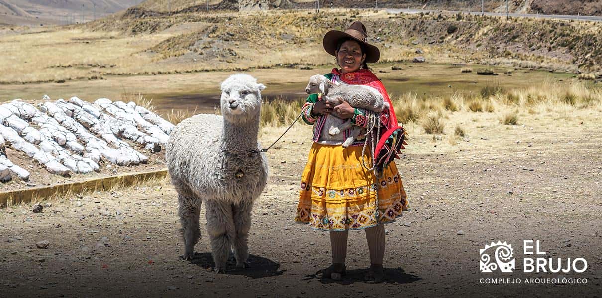 En qué zonas geográficas viven alpaca bebé