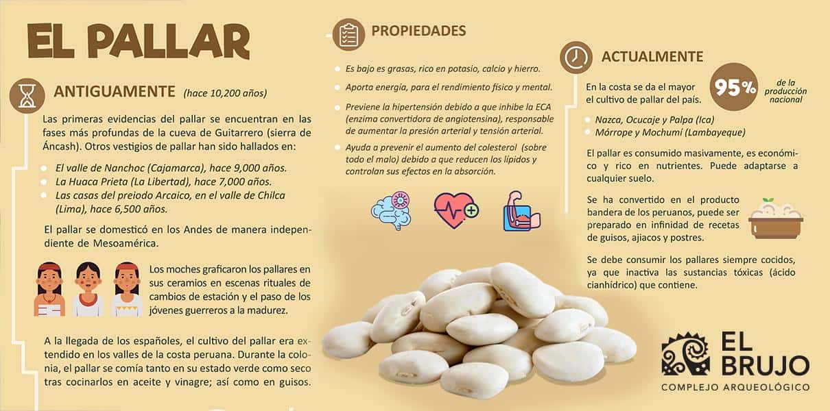 beneficios del pallar
