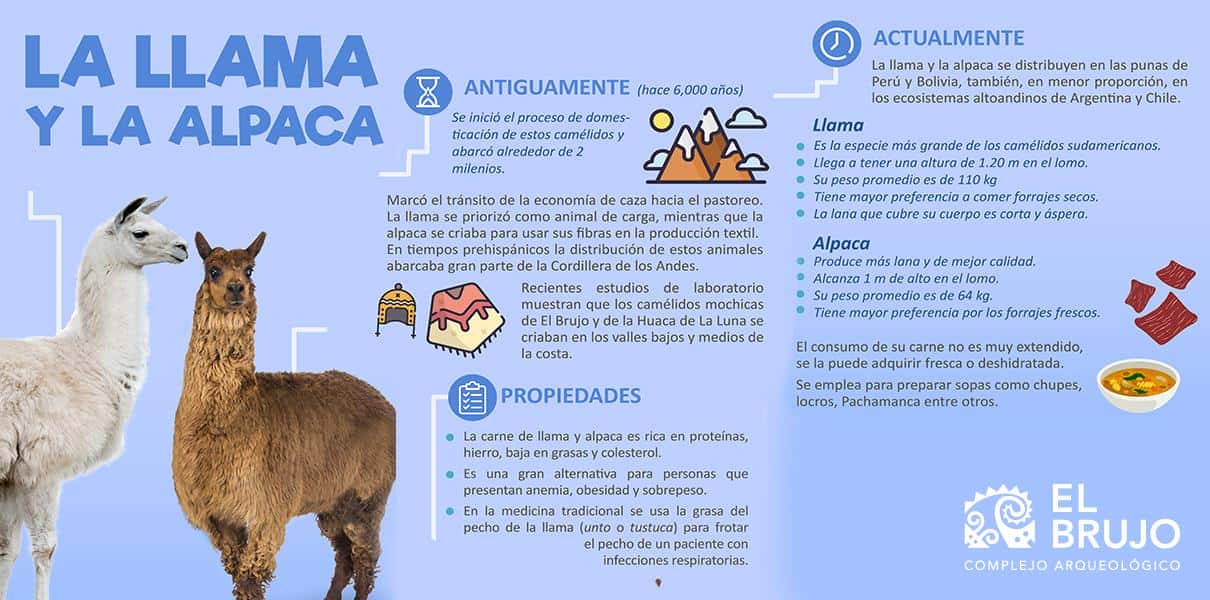 infografia la alpaca diferencia entre llama y alpaca