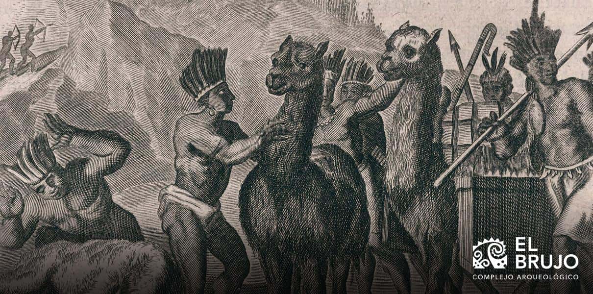 domesticacion Representación de recuas de llamas en un grabado del siglo XVII. Tomado de la obra "América..." del cartógrafo escocés John Ogilby (1671).