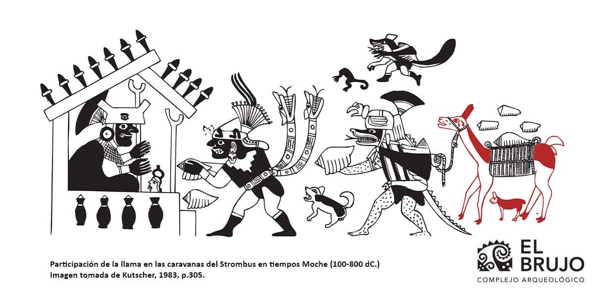 domesticación de llama y alpaca