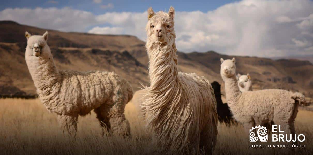 la alpaca alpaca
