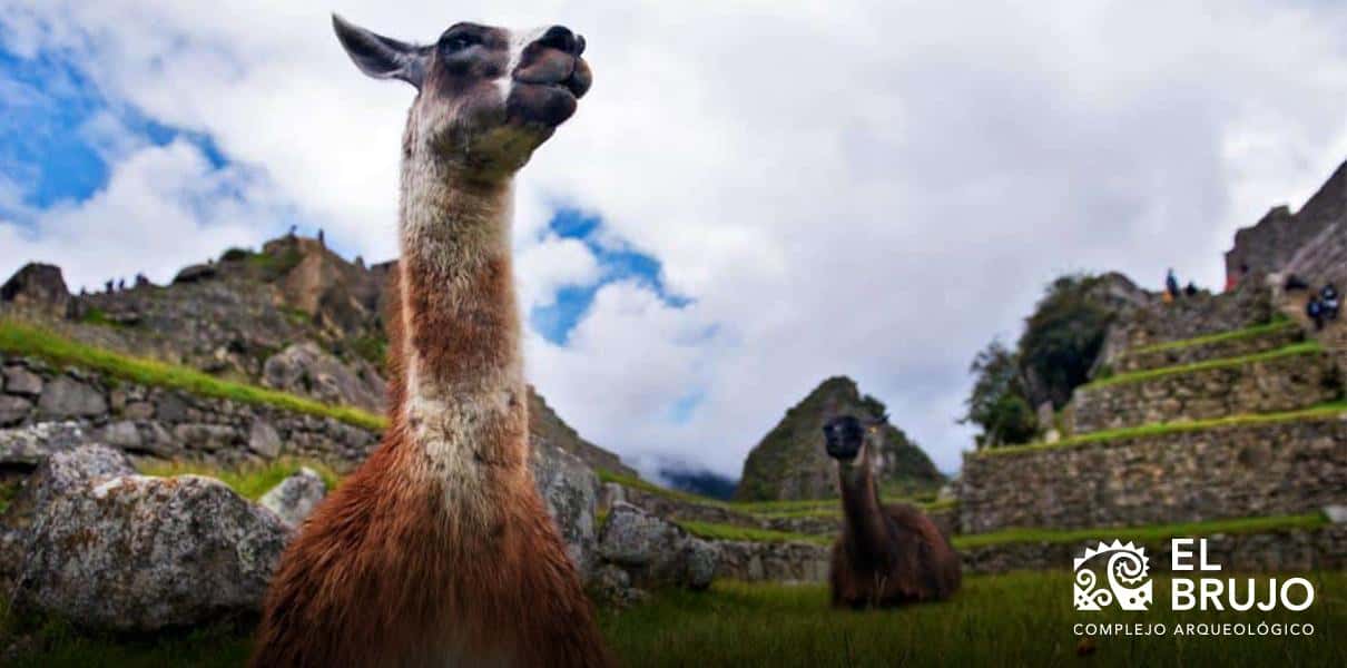 la llama llama