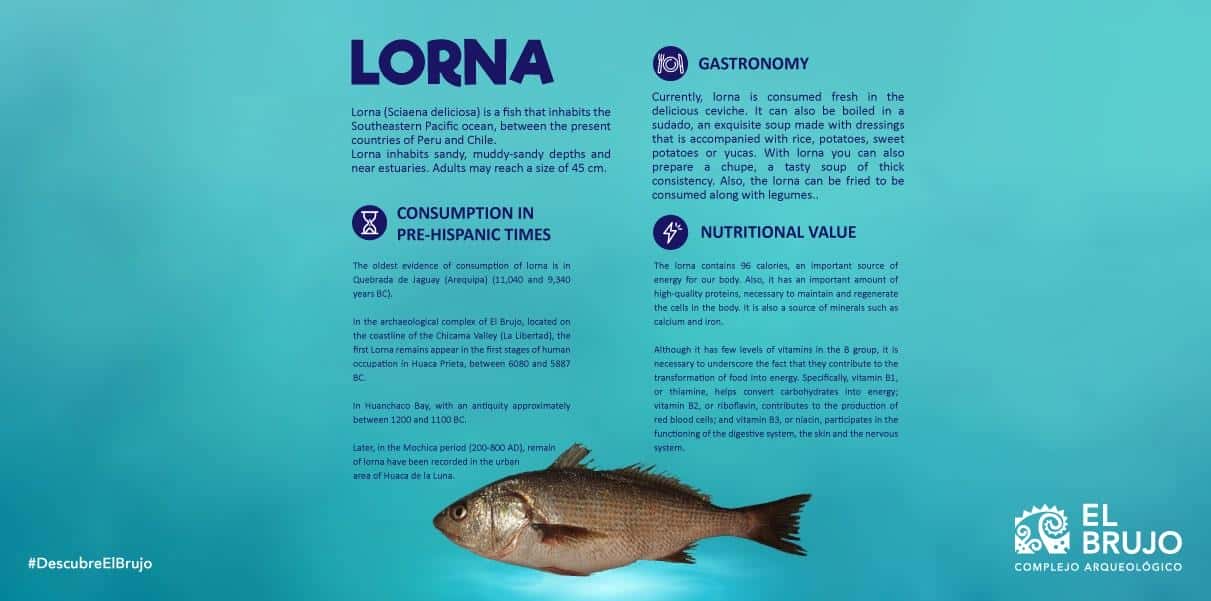 image about lorna fish 